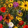 SAFLAX - Wildblumen: Kinderspaß - 1000 Samen - 11 Wildflower Mix Bild 3