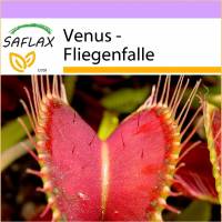 SAFLAX - Venus - Fliegenfalle - 10 Samen - Dionaea muscipula Bild 1