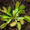SAFLAX - Venus - Fliegenfalle - 10 Samen - Dionaea muscipula Bild 4
