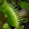 SAFLAX - Venus - Fliegenfalle - 10 Samen - Dionaea muscipula Bild 5