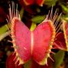 SAFLAX - Venus - Fliegenfalle - 10 Samen - Dionaea muscipula Bild 7