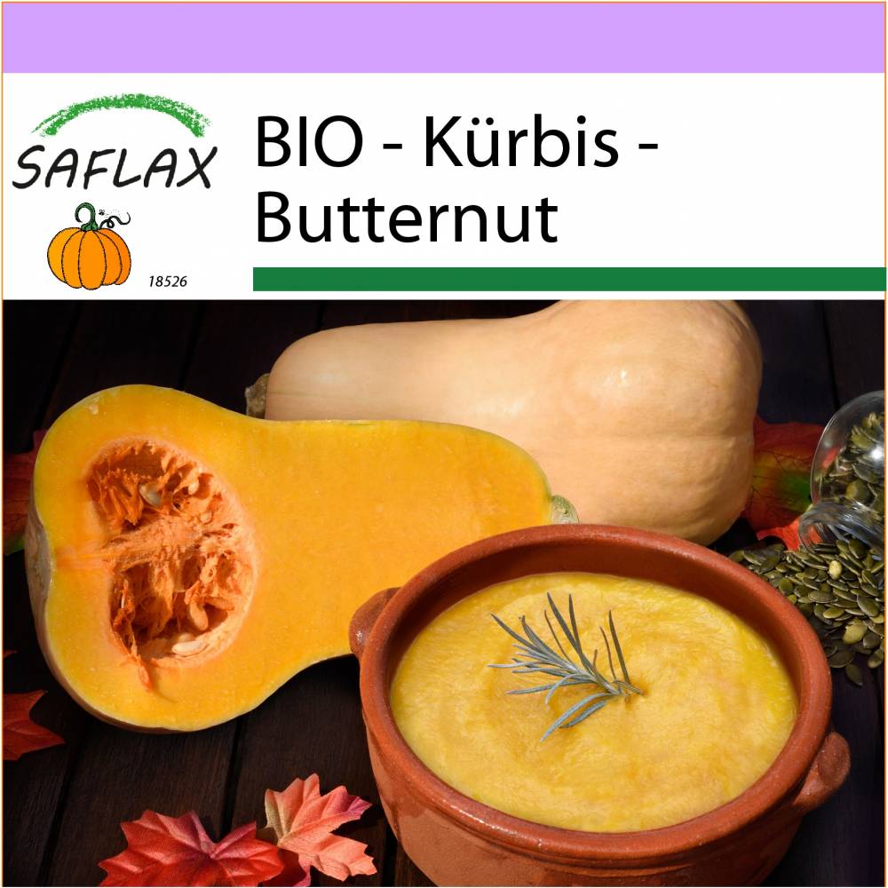 SAFLAX - BIO - Kürbis - Butternut - 6 Samen - Cucurbita moschata Bild 1