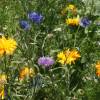 SAFLAX - Wildblumen: Essbare Blüten - 1000 Samen - 12 Wildflower Mix Bild 3