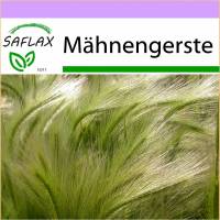 SAFLAX - Gräser-Bambus-Mähnengerste - 70 Samen - Hordeum jubatum Bild 1