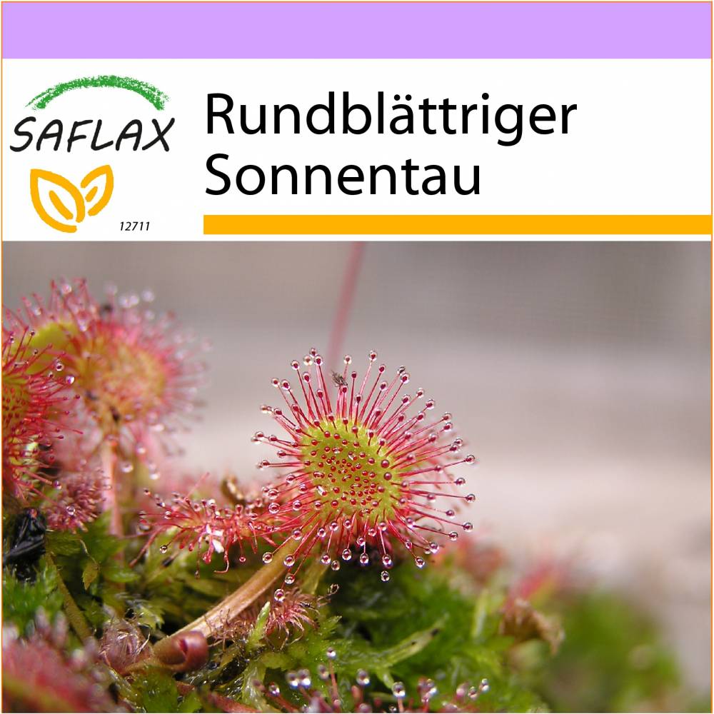 SAFLAX - Rundblättriger Sonnentau - 50 Samen - Drosera rotundifolia Bild 1