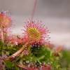 SAFLAX - Rundblättriger Sonnentau - 50 Samen - Drosera rotundifolia Bild 8