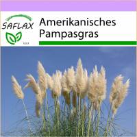 SAFLAX - Gräser-Bambus-Amerikanisches Pampasgras - 200 Samen - Cortaderia selloana Bild 1