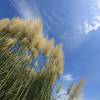 SAFLAX - Gräser-Bambus-Amerikanisches Pampasgras - 200 Samen - Cortaderia selloana Bild 6