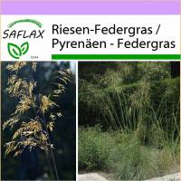 SAFLAX - Gräser-Bambus-Riesen-Federgras / Pyrenäen - Federgras - 10 Samen - Stipa gigantea Bild 1