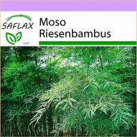 SAFLAX - Gräser-Bambus-Moso Riesenbambus - 20 Samen - Phyllostachys pubescens Bild 1
