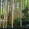 SAFLAX - Gräser-Bambus-Moso Riesenbambus - 20 Samen - Phyllostachys pubescens Bild 3