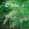 SAFLAX - Gräser-Bambus-Moso Riesenbambus - 20 Samen - Phyllostachys pubescens Bild 6