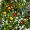SAFLAX - Wildblumen: Kleine Gartenzwerge - 1000 Samen - 18 Wildflower Mix Bild 3