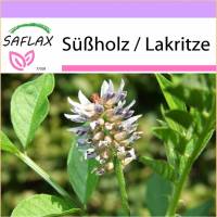 SAFLAX - Kräuter - Süßholz / Lakritze - 30 Samen - Glycyrrhiza glabra Bild 1