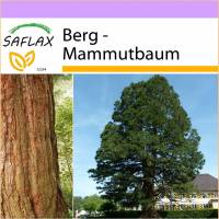SAFLAX - Berg - Mammutbaum - 50 Samen - Sequoiadendron gigantea Bild 1