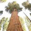 SAFLAX - Berg - Mammutbaum - 50 Samen - Sequoiadendron gigantea Bild 3