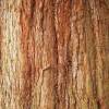 SAFLAX - Berg - Mammutbaum - 50 Samen - Sequoiadendron gigantea Bild 6