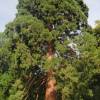 SAFLAX - Berg - Mammutbaum - 50 Samen - Sequoiadendron gigantea Bild 7