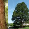 SAFLAX - Berg - Mammutbaum - 50 Samen - Sequoiadendron gigantea Bild 8