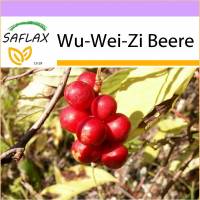 SAFLAX - Wu-Wei-Zi Beere - 15 Samen - Schisandra chinensis Bild 1