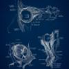 The Eye - Patent-Style - Anatomie-Poster Bild 3
