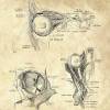 The Eye - Patent-Style - Anatomie-Poster Bild 4