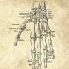 The Hand - Patent-Style - Anatomie-Poster Bild 4