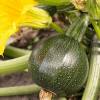 SAFLAX - BIO - Zucchini - Tondo di Nizza - 5 Samen - Cucurbita pepo Bild 9
