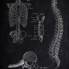 The Thorax No. 2 - Patent-Style - Anatomie-Poster Bild 2