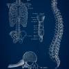 The Thorax No. 2 - Patent-Style - Anatomie-Poster Bild 3