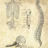 The Thorax No. 2 - Patent-Style - Anatomie-Poster Bild 4