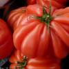 SAFLAX - Tomate - Costoluto Genovese - 10 Samen - Lycopersicon esculentum Bild 3