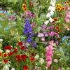 SAFLAX - Wildblumen: Sonnenanbeter - 1000 Samen - 17 Wildflower Mix Bild 3