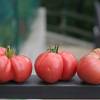SAFLAX - Tomate - Rose de Berne - 10 Samen - Lycopersicon esculentum Bild 3