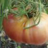 SAFLAX - Tomate - Rose de Berne - 10 Samen - Lycopersicon esculentum Bild 4