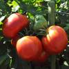 SAFLAX - Tomate - Rose de Berne - 10 Samen - Lycopersicon esculentum Bild 5