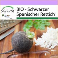 SAFLAX - BIO - Schwarzer Spanischer Rettich - 100 Samen - Raphanus sativus Bild 1