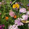 SAFLAX - Wildblumen: Schmetterlingswiese - 1000 Samen - 21 Wildflower Mix Bild 3