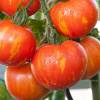 SAFLAX - Tomate - Tigerella - 10 Samen - Lycopersicon esculentum Bild 4