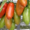 SAFLAX - Tomate - San Marzano - 10 Samen - Lycopersicon esculentum Bild 4