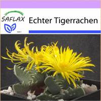 SAFLAX - Kakteen - Echter Tigerrachen - 40 Samen - Faucaria tigrina Bild 1