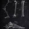 The Leg - Patent-Style - Anatomie-Poster Bild 2