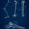The Leg - Patent-Style - Anatomie-Poster Bild 3