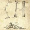 The Leg - Patent-Style - Anatomie-Poster Bild 4