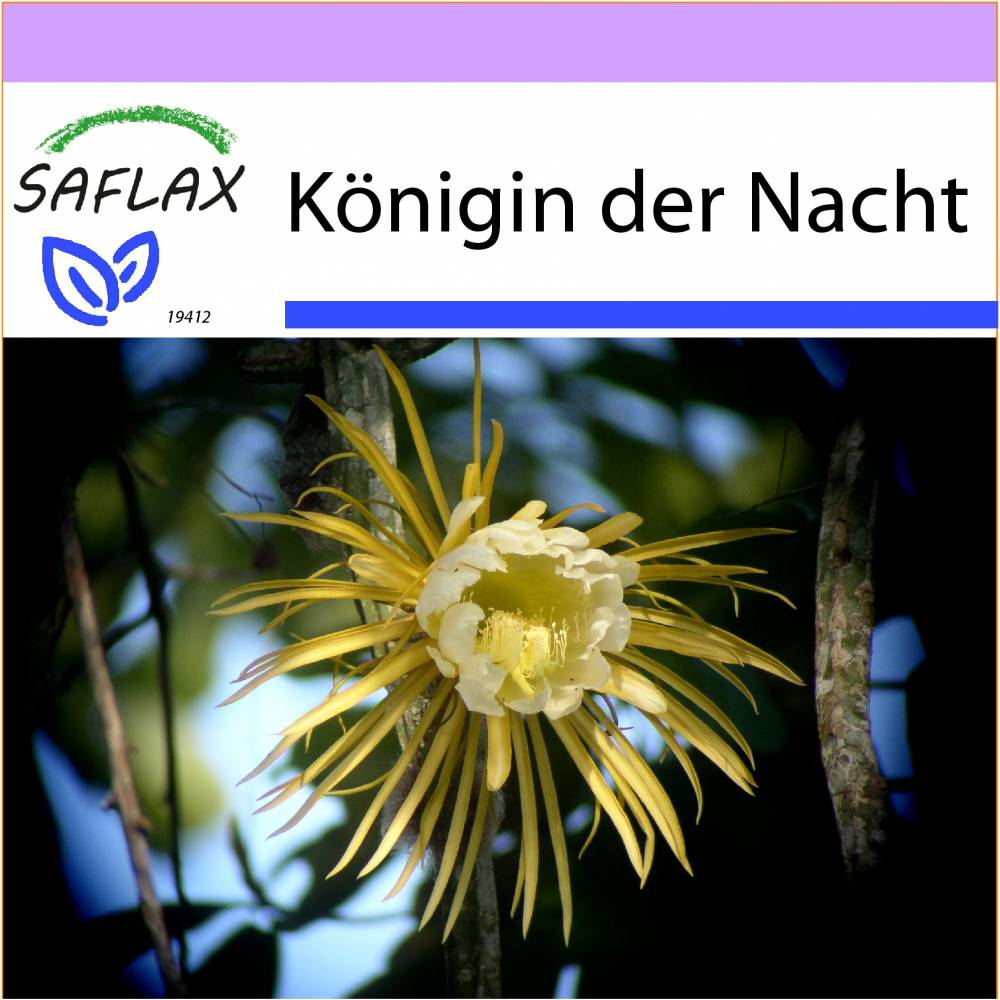 SAFLAX - Kakteen - Königin der Nacht - 40 Samen - Selenicerus grandiflorus Bild 1