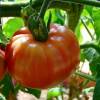 SAFLAX - Tomate - Pink Brandywine - 10 Samen - Lycopersicon esculentum Bild 3