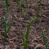 SAFLAX - BIO - Frühlingszwiebel - Weißer Lissabonner - 150 Samen - Allium cepa Bild 6