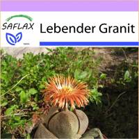 SAFLAX - Sukkulenten - Lebender Granit - 40 Samen - Pleiospilos nelii Bild 1