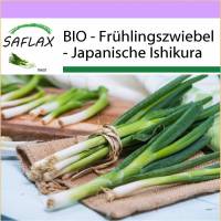 SAFLAX - BIO - Frühlingszwiebel - Japanische Ishikura - 150 Samen - Allium fistulosum Bild 1