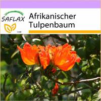 SAFLAX - Afrikanischer Tulpenbaum - 30 Samen - Spathodea campanulata Bild 1